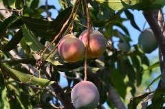 The Magnificent Mango